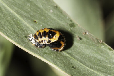 Spotless Ladybird Beetle  (Cycloneda sanguinea)