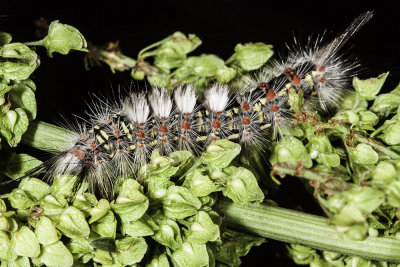 Western Tussuck Moth caterpillar (Orgyia cana)