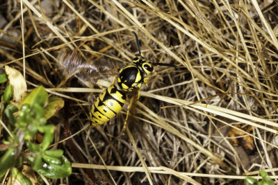 Crabronid Wasp  (Bicyrtes sp)