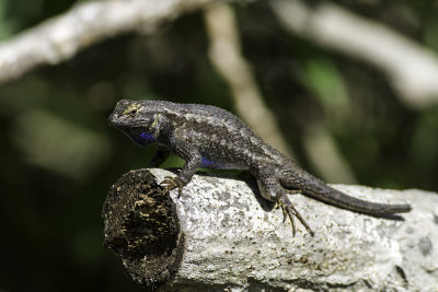 Western Fence Lizard (Sceloporus occidentalis)