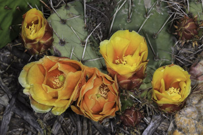 Coast Prickley Pear  (Opuntia littoralis)