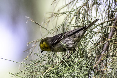 Hermit Warbler
