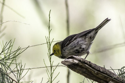 Hermit Warbler