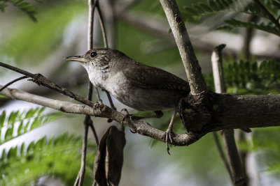 House Wren