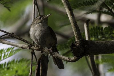 House Wren