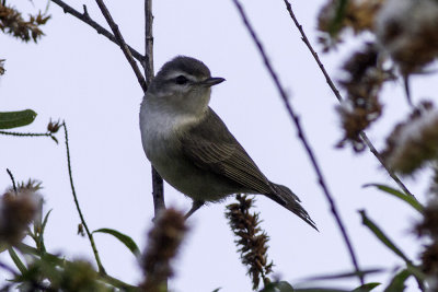 warbling-vireo01.jpg