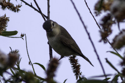 Warbling Vireo