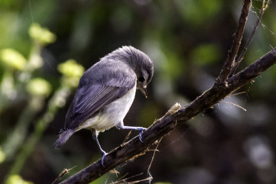 Warbling Vireo