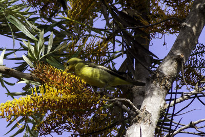 Western Tanager