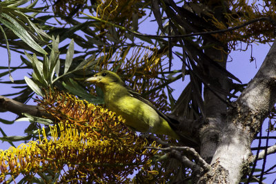 Western Tanager