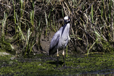 Yellow-crowned Night Heron