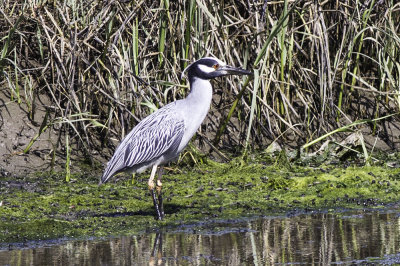 Yellow-crowned Night Heron