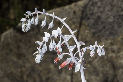 Chalk Dudleyla  (Dudleya pulverulenta)