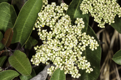 Laurel Sumac (Malosma laurina)