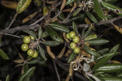 Mission Manzanita  ( Xylococcus bicolor)