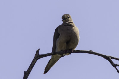 Mourning Dove