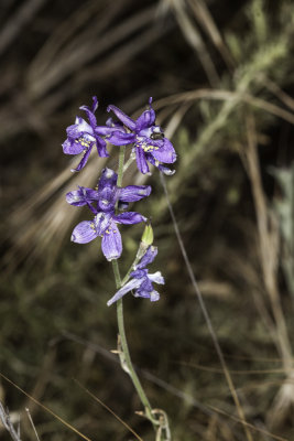 Blue Larkspur (Delphinium parryi)