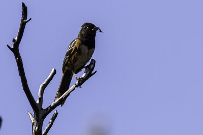 Spotted Towhee