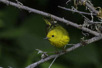 Yellow Warbler