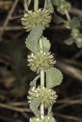 Horehound (Marrubium vulgare)