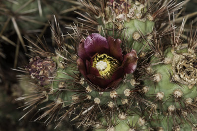 Coastal  Cholla (Cylindropuntia prolifera)