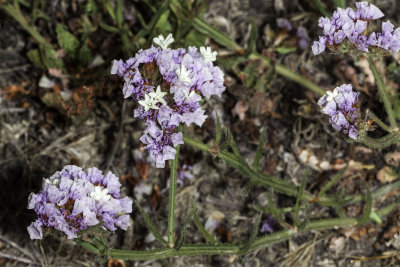 Sea Lavender (Limonium sinuatum)