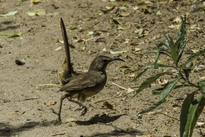 California Thrasher