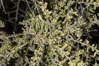 Coast Desert-Thorn (Lycium californicum)