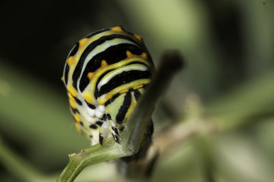 Anise Swallowtail  Caterpillar (Papilio zelicaon)