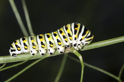 Anise Swallowtail  Caterpillar (Papilio zelicaon)