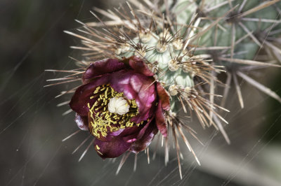 Coast  Cholla (Cylindropuntia prolifera)