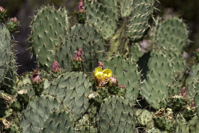 Coast Prickley Pear  (Opuntia littoralis)