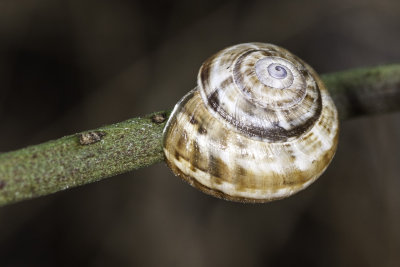 Spanish Snail  (Otala lactea )