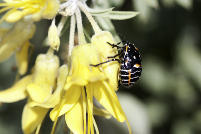 Harlequin bug  (Murgantia histrionica)