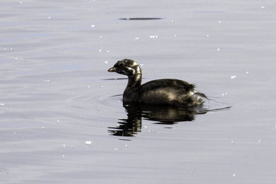 Pied-billed Grebe