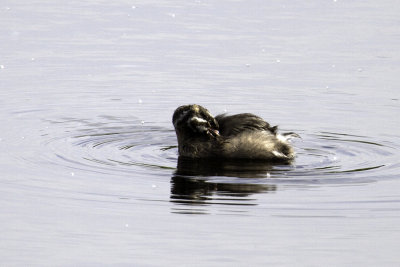 Pied-billed Grebe