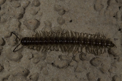 Flat-backed Millipede  (Oxidus gracilis)