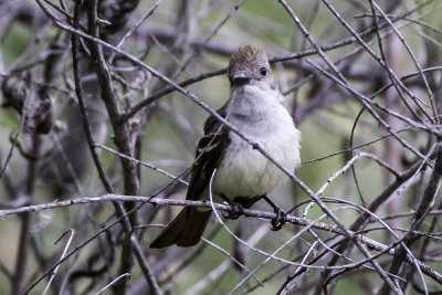 Ash-throated Flycatcher