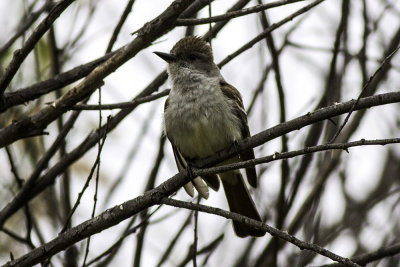 Ash-throated Flycatcher