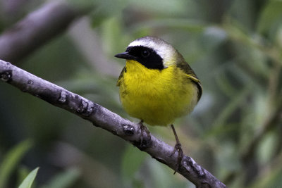 Common Yellowthroat