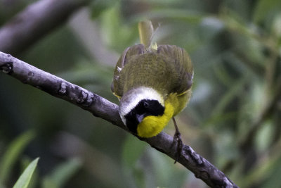 Common Yellowthroat