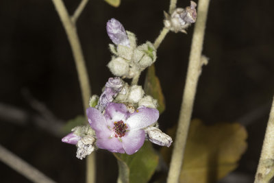 Chaparral Bushmallow (<em>Malacothamnus densiflorus</em>)