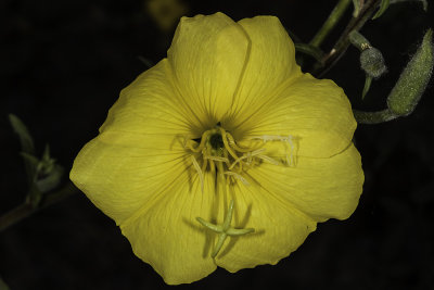 Marsh Evening Primrose (Oenothera elata hirsutissima)