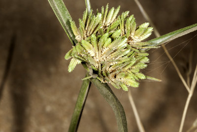 Sturdy Sedge (Carex barbarae )