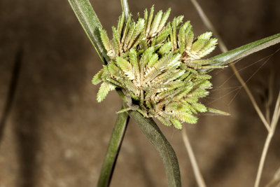 Sturdy Sedge (carex barbarae)