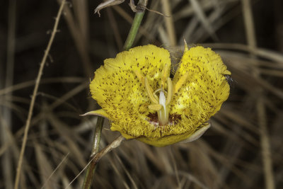 Weed Mariposa Lily (Calochortus weedii weedii)