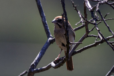 Rufous-crowned Sparrow