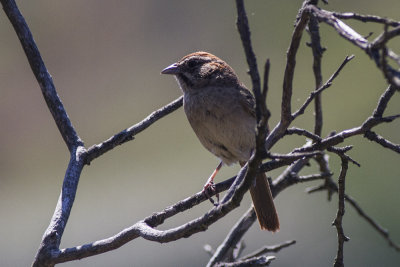 Rufous-crowned Sparrow