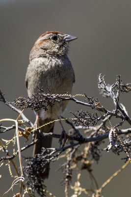 Rufous-crowned Sparrow