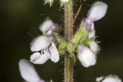 Hedge Nettle (Stachys ajugoides rigida)